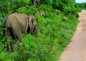 Un elefante descontrolado causa pánico entre peregrinos en Sri Lanka
