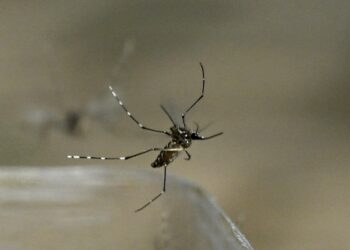 Expertos advierten de complicaciones por reinfección de dengue en Centroamérica