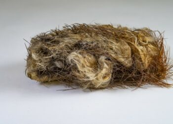 Raro cactus se convierte en primera especie de Estados Unidos en desaparecer por aumento de nivel del mar