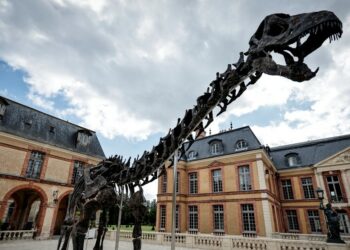 Se subastará en Francia el fósil del dinosaurio más grande jamás puesto a la venta