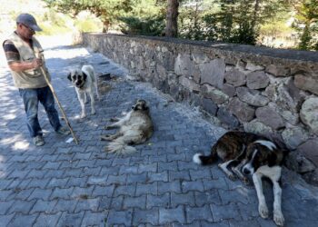 El Parlamento turco aprueba una disposición sobre el sacrificio de perros callejeros
