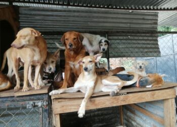 Refugio de perros y gatos pide ayuda para comprar alimentos en Santa Ana