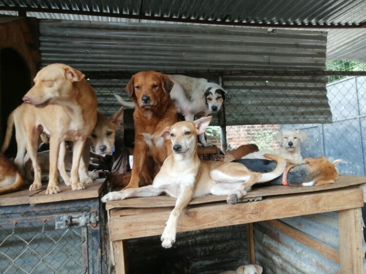 Fotos/ Diario El Salvador