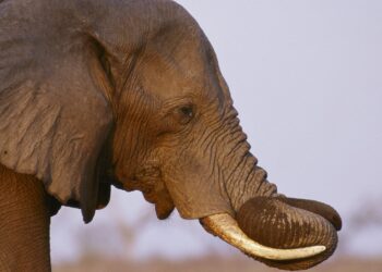 Un turista español muere en Sudáfrica pisoteado por un elefante