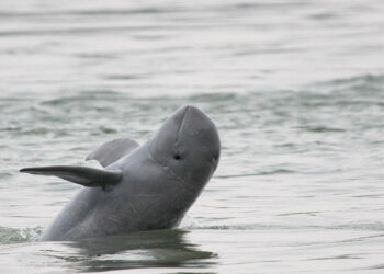 Los delfines del río Mekong en Camboya superan los 100 ejemplares