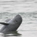 Los delfines del río Mekong en Camboya superan los 100 ejemplares