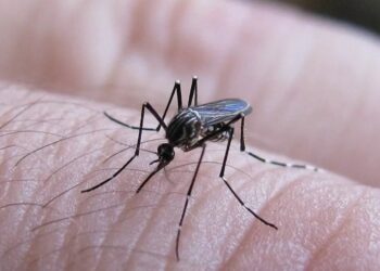 El 98 % de las muertes por dengue está en Sudamérica