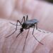El 98 % de las muertes por dengue está en Sudamérica