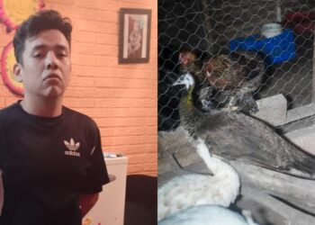 Autoridades detienen a ocho personas que comercializaban animales en peligro de extinción