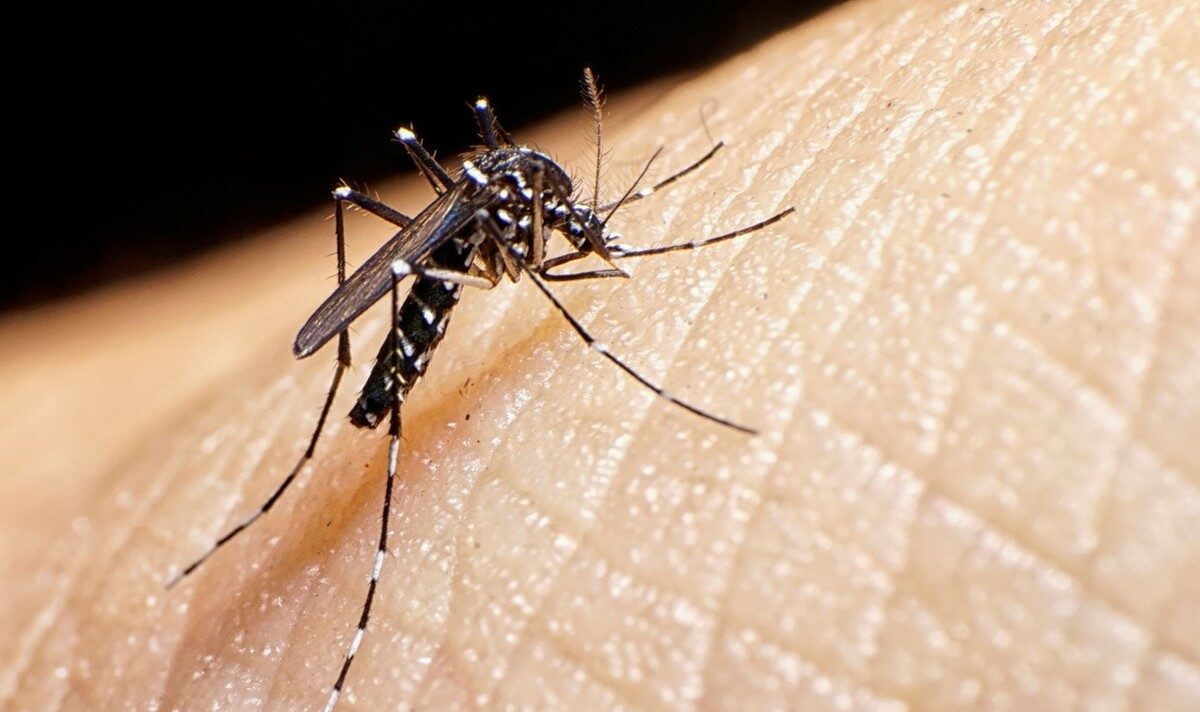 Salud confirma cuarta muerte por dengue en El Salvador – Diario El Salvador