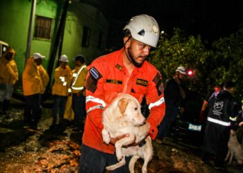 Protección Civil realizó rescate en refugio animal donde cayó un árbol por las lluvias