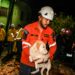 Protección Civil realizó rescate en refugio animal donde cayó un árbol por las lluvias