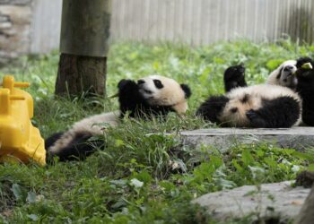 Base de pandas gigantes de China espera más nacimientos