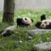 Base de pandas gigantes de China espera más nacimientos