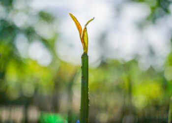 Medio Ambiente supera los 3 millones de plantas producidas en campaña de reforestación «Árboles para El Salvador»