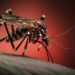 Declaran alerta sanitaria en Panamá ante incremento de casos de dengue