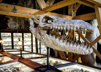 A sus 150 millones de años, un estegosaurio sale a la venta en Nueva York