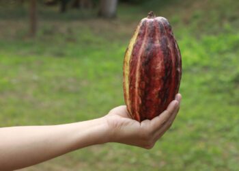 Invitan a productores a participar en concurso Cacao de Excelencia El Salvador