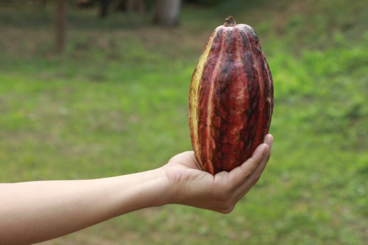 Los granos que pueden participar son criollos, amelonados e híbridos en cantidades de 15 kilogramos.