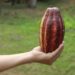 Invitan a productores a participar en concurso Cacao de Excelencia El Salvador
