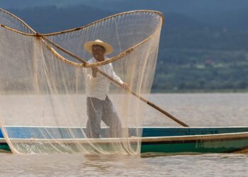 En México, rescatan al lago de Pátzcuaro con peces blancos y limpieza de manantiales