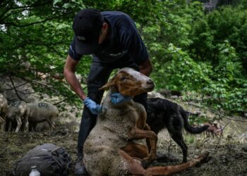 Investigación en Grecia sobre ovejas «enterradas vivas» para combatir la peste ovina
