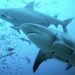 ¿Quién necesita machos? Hembras de una variedad de tiburones tienen crías solas en Italia