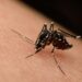 Confirman una muerte y tres contagios por el virus del Nilo Occidental en España