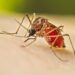 Argentina supera 513,000 casos de dengue en lo que va de 2024