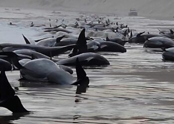 Más de 70 ballenas piloto quedan varadas en una isla de Escocia