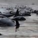 Más de 70 ballenas piloto quedan varadas en una isla de Escocia