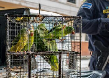 El MARN atiende a 10 aves decomisadas en mercado de Quezaltepeque