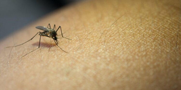 dengue prevencion infeccion