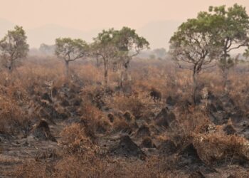 «Caótico»: en el Pantanal brasileño enfrentan incendios históricos