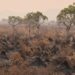 «Caótico»: en el Pantanal brasileño enfrentan incendios históricos