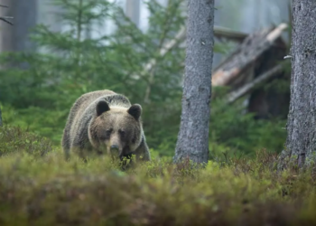 Muere una mujer tras ser atacada por un oso en Rumania