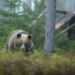 Muere una mujer tras ser atacada por un oso en Rumania