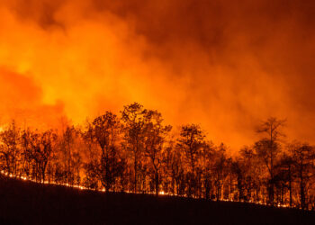 Incendios en Amazonía brasileña baten récord para un primer semestre en 20 años