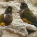 Pueblo argentino atormentado por una invasión de loros