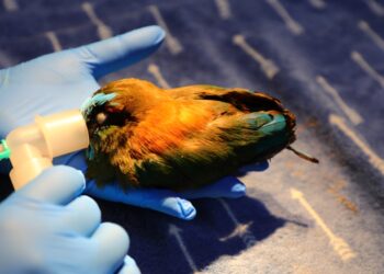 Veterinarios del IBA operan a torogoz que presentaba una fractura en su pata
