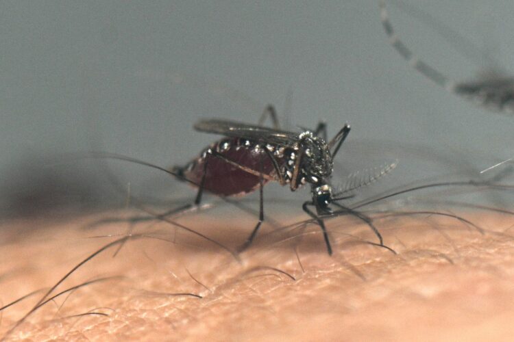 ZANCUDOS DENGUE MOSQUITO