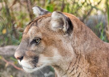 Cámaras captan a una pareja de pumas en pleno cortejo en El Salvador