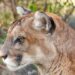 Cámaras captan a una pareja de pumas en pleno cortejo en El Salvador