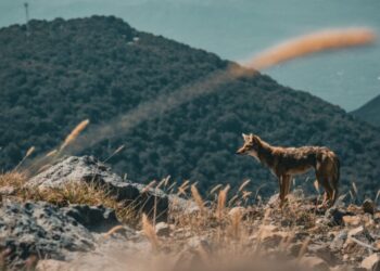 Medio Ambiente reporta avistamiento de coyotes en volcán de Santa Ana